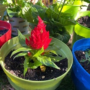 Meet your Posher, Jasmin